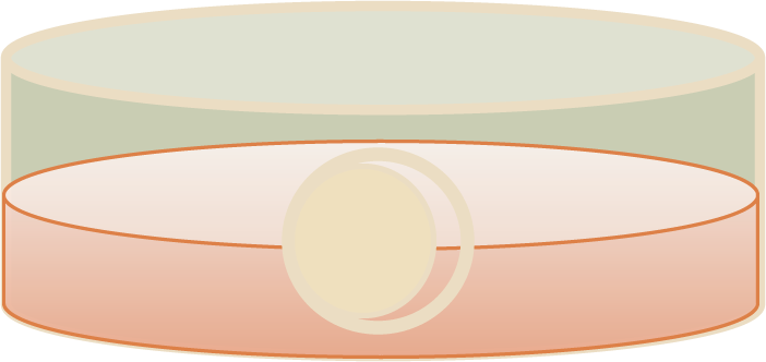 CSCM-NX