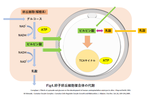 イメージ図：Expansion grade of blastocyst