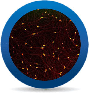 iCell® SensoryNeurons