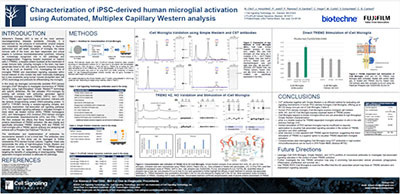 Characterization of iPSC-derived human microglial activation using Automated, Multiplex Capillary Western analysis