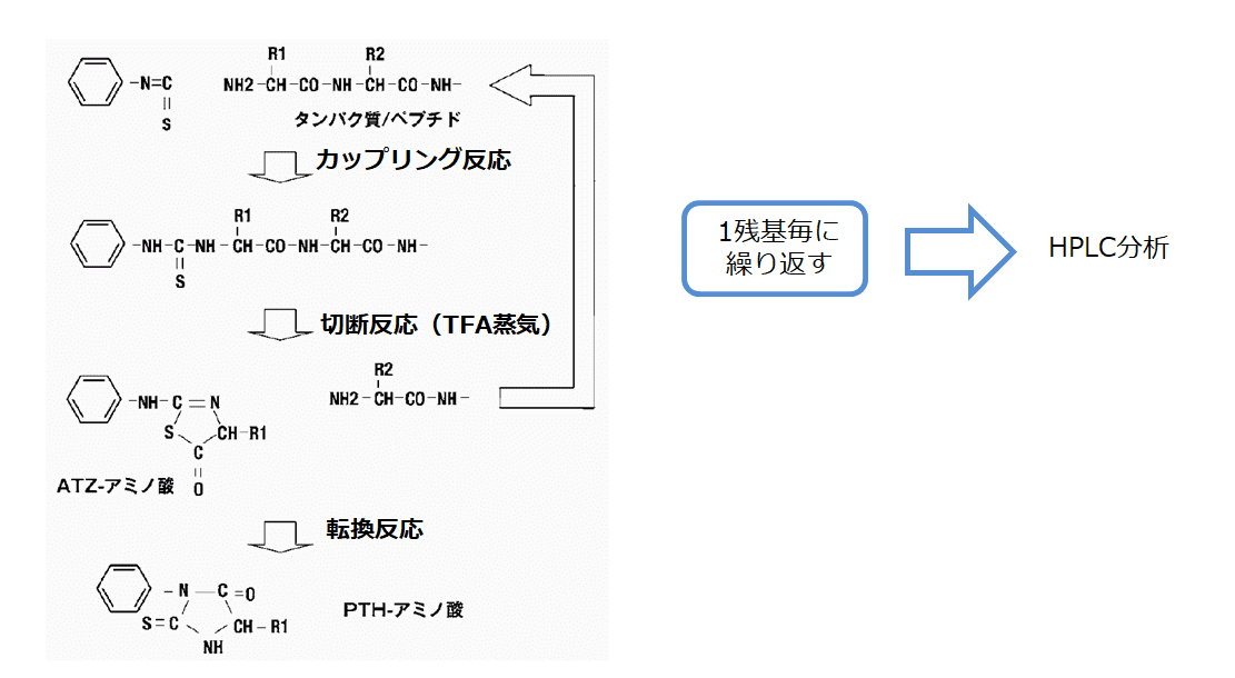 図1：エドマン分解のスキーム