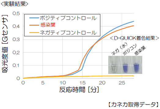 LAMP法によるファイトプラズマ検出