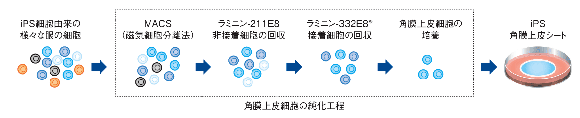 iMatrix-332を用いた角膜上皮細胞への分化誘導