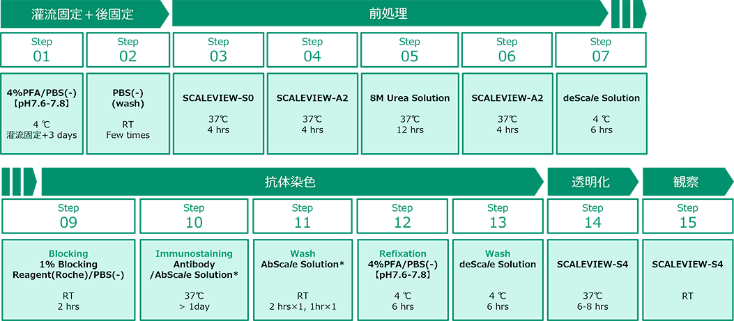 1-2mm厚脳切片の蛍光色素染色プロトコル (ChemScale法)