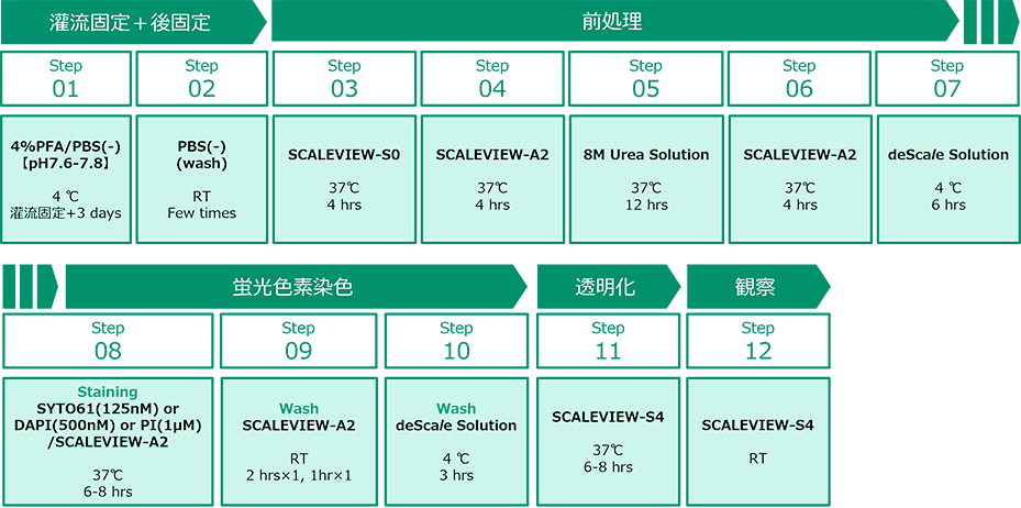 1-2mm厚脳切片の蛍光色素染色プロトコル (ChemScale法)
