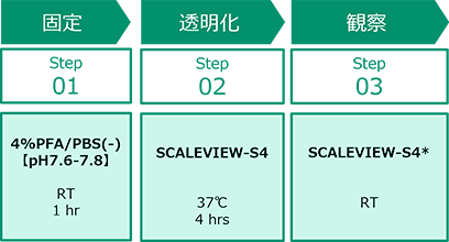 スフェロイドの簡易透明化プロトコル