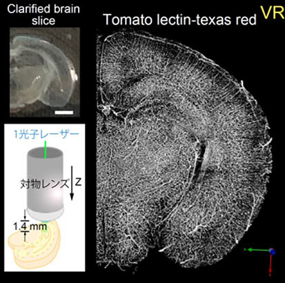 蛍光標識レクチンによるマウス脳切片の透明化と血管観察