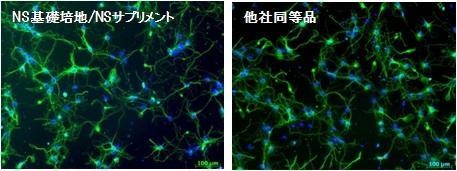 図2. 神経細胞マーカーの確認