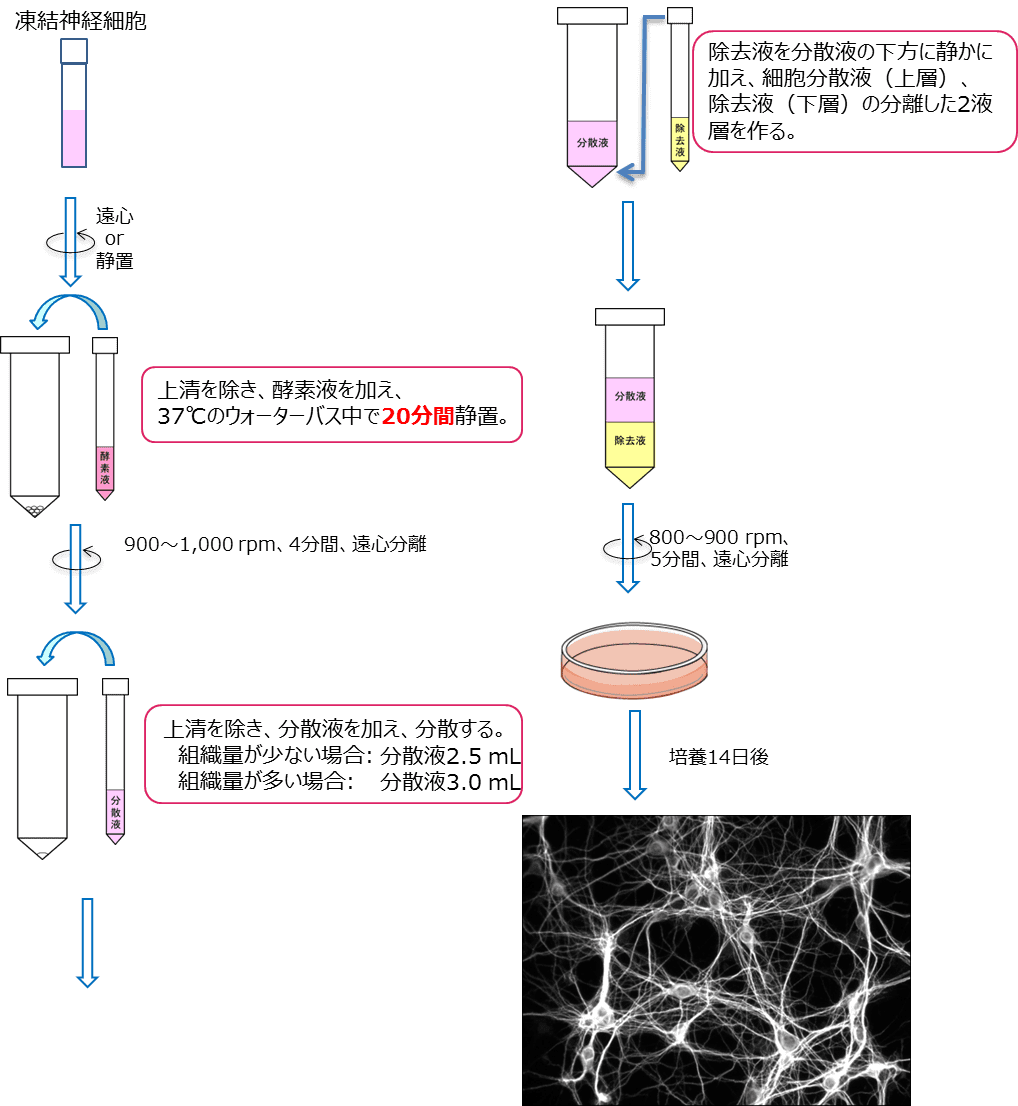 プロトコル