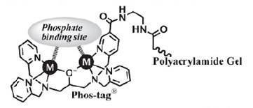 Phos-tagアクリルアミドの構造