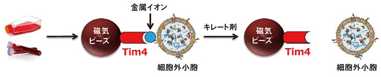 ホスファチジルセリン(PS)結合分子を用いて細胞外小胞を金属イオン依存的に捕捉した後、キレート剤により溶出します。