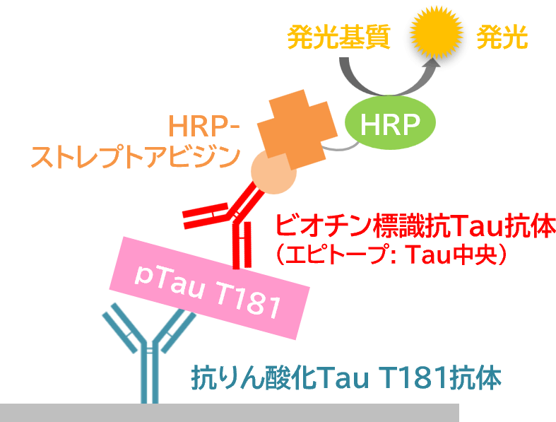 測定原理