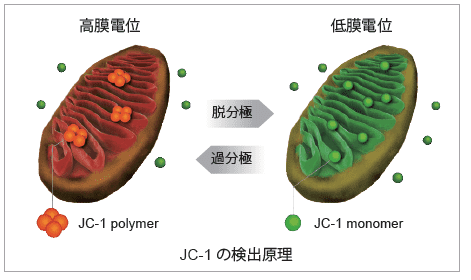 JC-1の検出原理