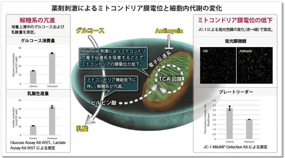 薬剤刺激によるミトコンドリア膜電位と細胞内代謝の変化