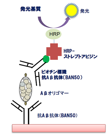 AβオリゴマーELISAキットの測定原理
