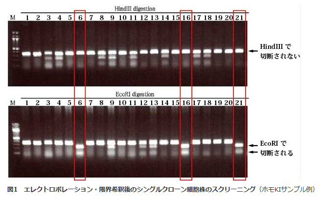 Cas9タンパク質のトランスフェクション