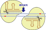 Cas9 Nickase protein NLS