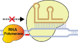 dCas9 protein NLS