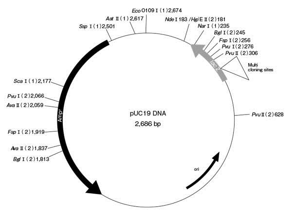 pUC19 DNA