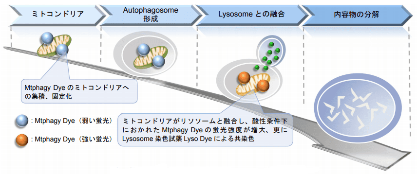 Mtphagy Dye によるmitophagy検出機構