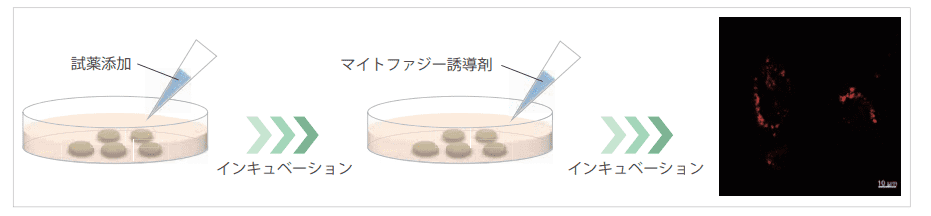 細胞に試薬を添加するだけで蛍光イメージングを実現