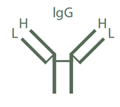 二次抗体Whole IgGとは