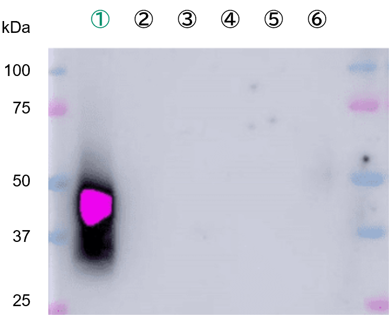 他社製品との比較