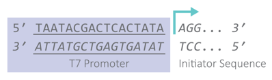 CleanCap Reagent AGのイニシエーター配列