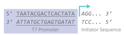 CleanCap Reagent AG (3' OMe)のイニシエーター配列