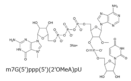 CleanCap Reagent AUの構造式