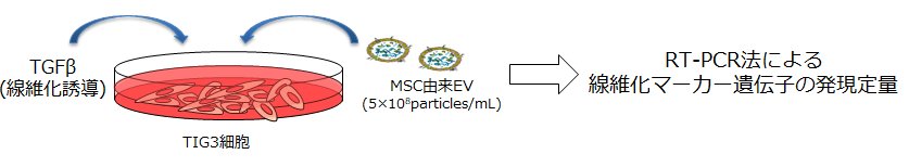 培養上清からPS affinity法でEVを精製し、RT-PCR法により線維化マーカー遺伝子の発現定量
