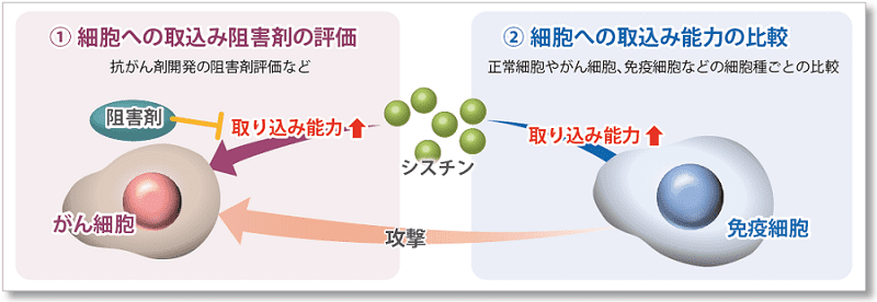 細胞のシスチン取り込み能力