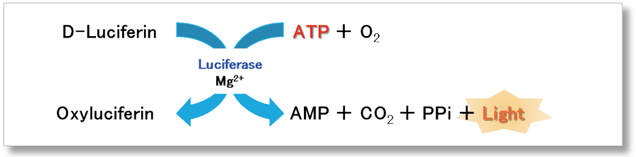 発光法で見るADP/ATP の比率