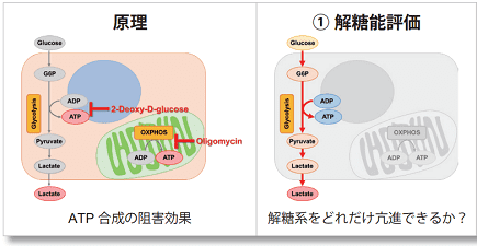 原理, ① 解糖能評価