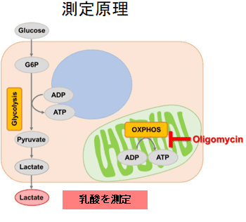 測定原理