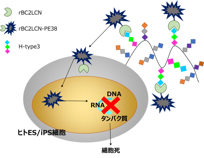 rBC2LCN概要