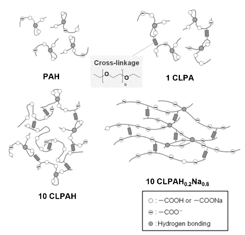 水溶液中におけるCLPAのコンフォメーションの模式図