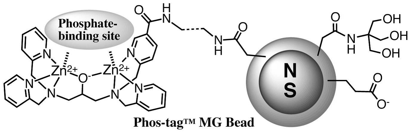 Phos-tag™ 磁気ビーズ