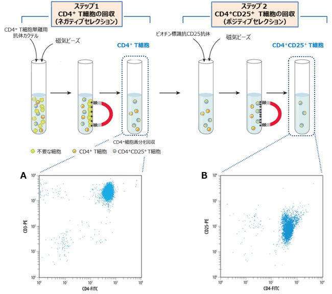 CD4+CD25+ 制御性T細胞の分離