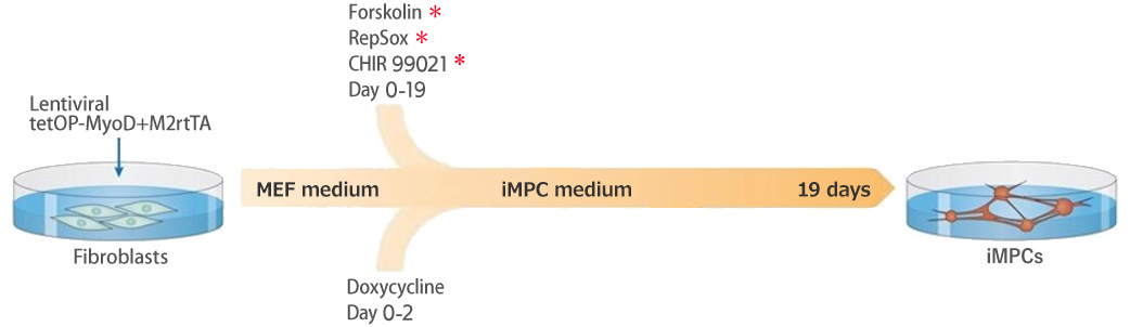 Reprogramming MEFs into Skeletal Muscle Progenitors