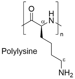 α-ポリリシン