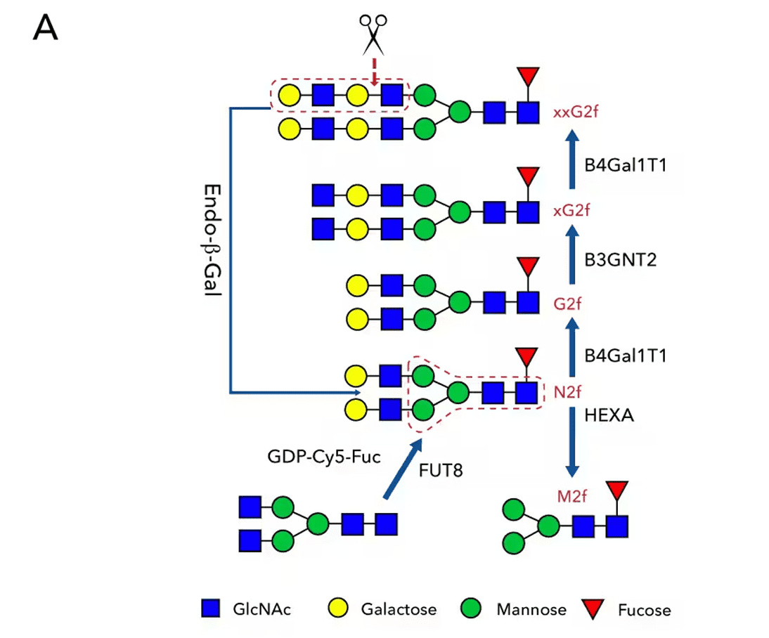 グリカン生成図