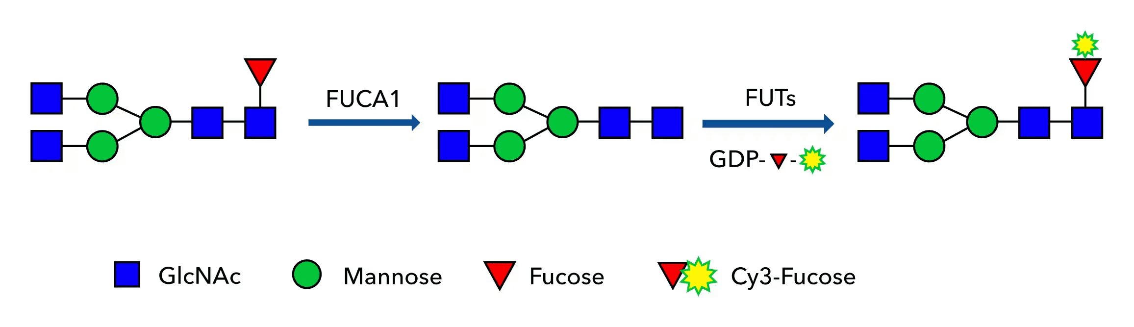 グリカン生フコシル化による標識図