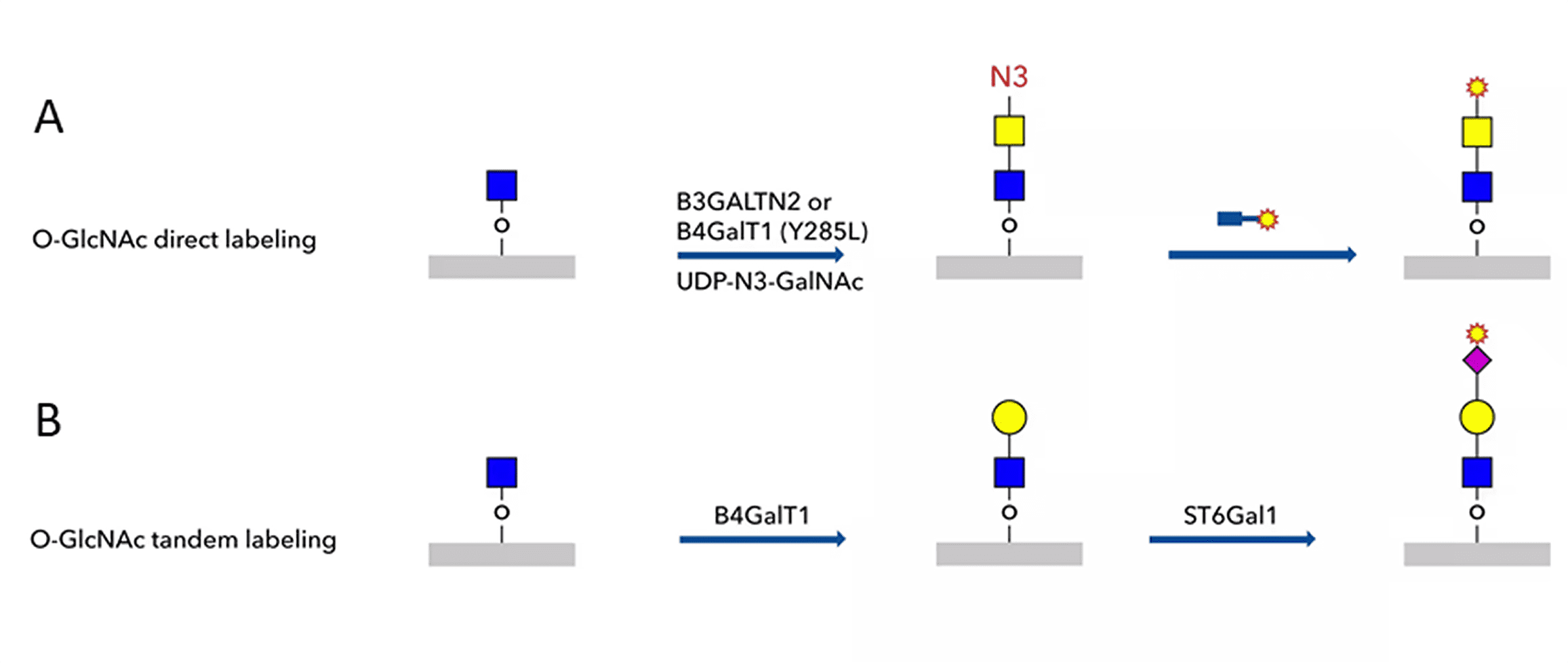 “O-GlcNAc/O-GalNAc標識