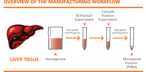 肝組織画分の製造工程