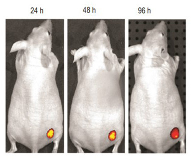 マウス生体内でのIn vivoイメージング