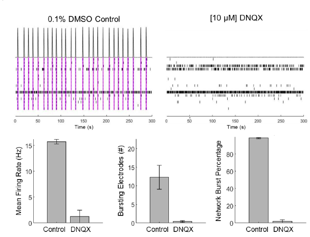 iCell  Induced Excitatory Neurons の同期バースト発火と薬物感受性