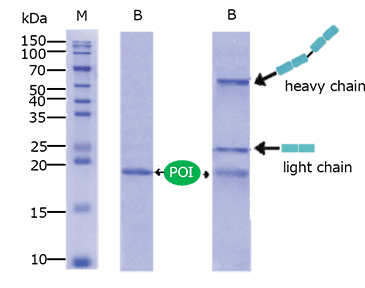 AlpalifeBio beads