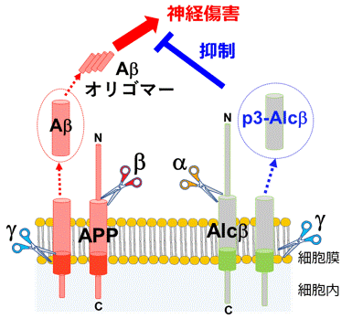 p3-Alcβ37、 p3-Alcβ9-19
