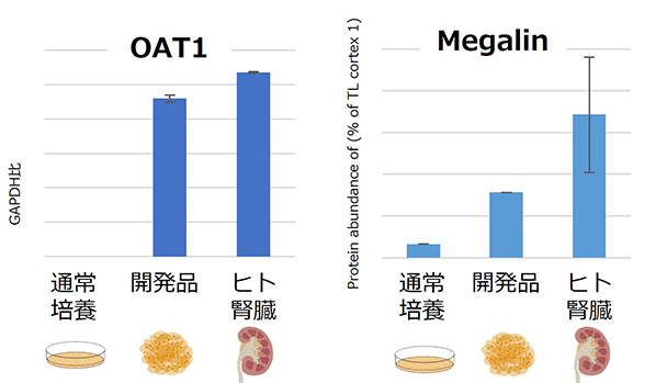 遺伝子/タンパク質発現
